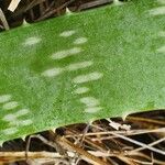 Aloe amudatensis Levél