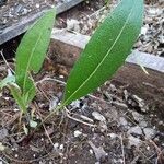 Silphium laciniatum পাতা