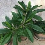 Plumeria obtusa Blatt