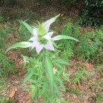 Monarda punctata Leaf