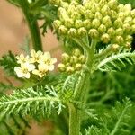 Achillea distans Hoja