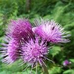 Cirsium alsophilumBlüte