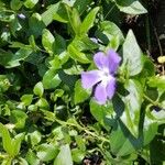 Vinca minorFlower