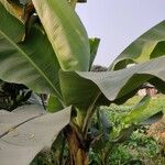 Musa × paradisiaca Leaf