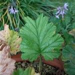 Pelargonium schizopetalum Hostoa