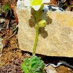 Saxifraga exarata Corteza
