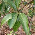Alibertia edulis Leaf