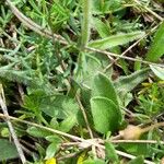 Aster alpinus পাতা