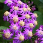 Pericallis steetzii Flower