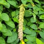 Gmelina philippensis Floare