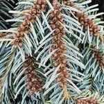 Abies alba 花