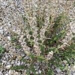 Sideritis montana Fula