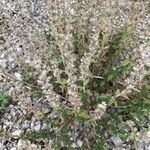 Sideritis montana Flower