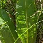 Rumex verticillatus Blatt