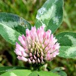 Trifolium pratense Flower