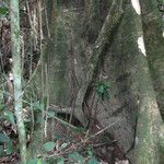 Albizia adianthifolia Rusk