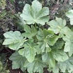 Malva arborea Yaprak