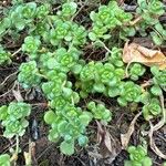 Sedum oreganum ഇല