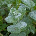 Mentha × villosa Hoja