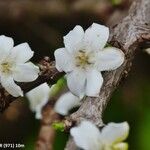 Randia aculeata Flor