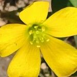 Oxalis corniculataBlomma