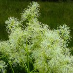 Thalictrum lucidum Кветка