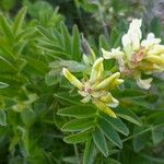Astragalus frigidus Flor