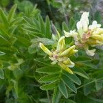 Astragalus frigidus ফুল