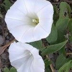 Convolvulus sepium Kwiat