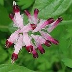 Fumaria muralis Çiçek