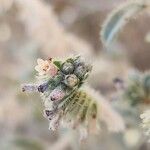 Moltkiopsis ciliata Çiçek