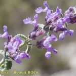 Nepeta nepetella 花