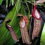 Nepenthes mirabilis Blatt