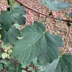 Acer velutinum 葉