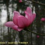 Magnolia sprengeri Fleur