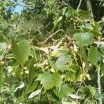 Tilia mongolica Leaf