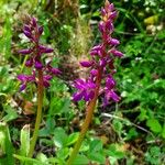 Orchis masculaКвітка