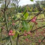 Euonymus atropurpureus Blatt