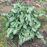 Arum italicum Leaf