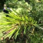 Larix occidentalis Kôra