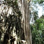 Ficus virens Habitat