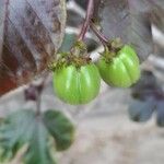 Jatropha gossypiifolia Fruto