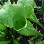 Sarracenia flava Blad