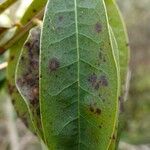 Rhododendron augustinii Hoja