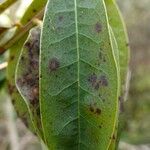 Rhododendron augustinii Frunză