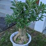 Adenium obesum葉