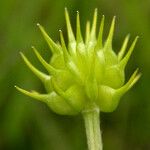 Ranunculus orthorhynchus 果