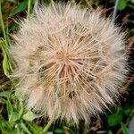 Tragopogon dubius Fruto