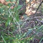 Glyceria canadensis फूल