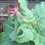 Nicotiana tabacum Ліст